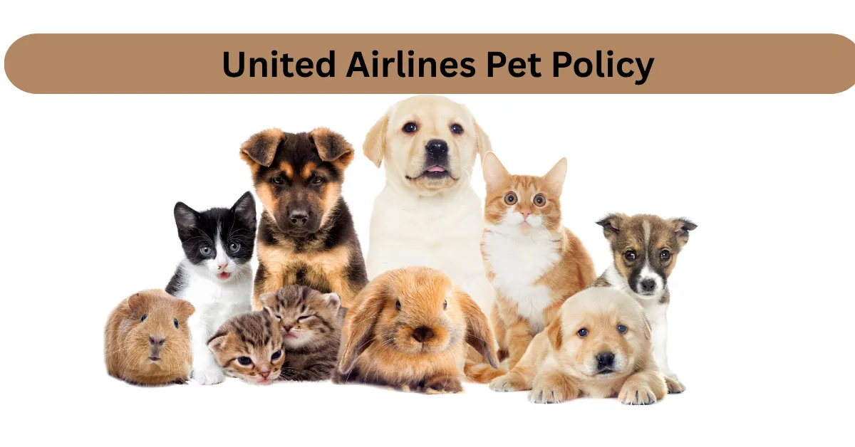 United Airlines pet policy cabin travel with dog in carrier under seat