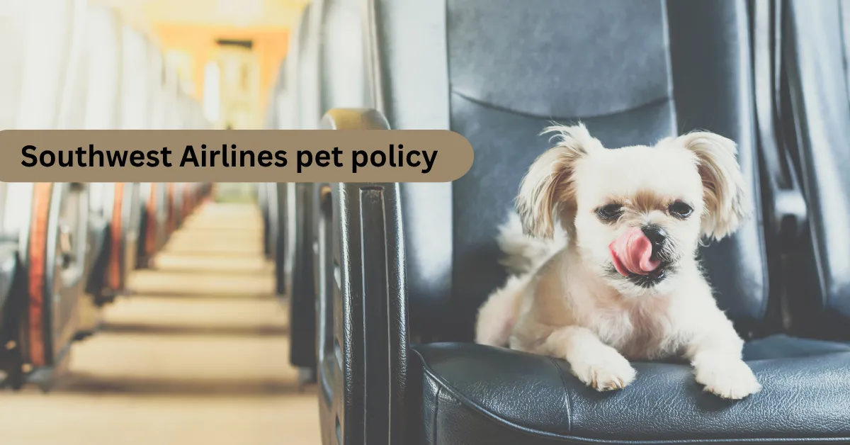 seatSmall dog in airline-approved carrier under Southwest Airlines seat